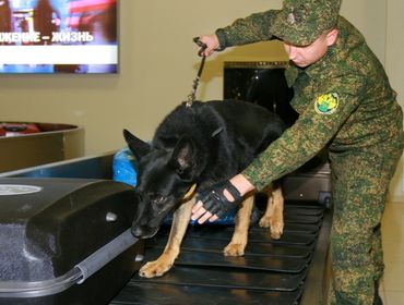 Запах табака не остался незамеченным для собаки